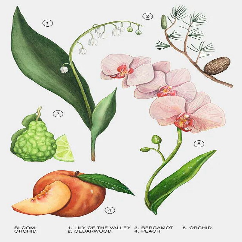 عطر زنانه زارا مدل ارکید حجم 180 میلی لیتر کد 2304